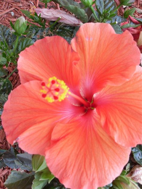 An Orange Flower With Yellow Stamens In The Middle Of Some Leaves And Dirt