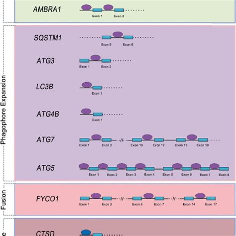 Transcriptional Regulation Of Autophagy Genes By Sex Hormone Receptors