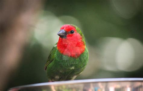 Red Faced Parrotfinch Erythrura Cyaneovirens By Spirit Whales On