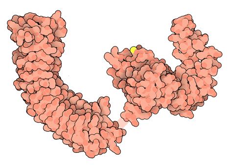 Pdb 101 Learn Structural Biology Highlights The Perils Of Protein Secretion