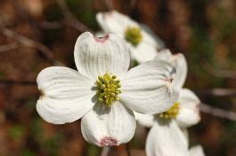 Cornus Florida Seeds – Flowering Dogwood Seeds for Sale