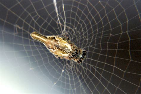 Cyclosa conica - Spider Identification & Pictures