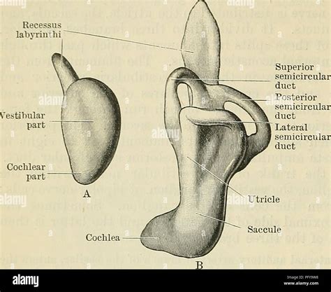 Cunningham De Libro De Texto De Anatomía Anatomía 854 El Obgans De