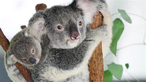 Koalas Listed As Endangered By Australian Government Gold Coast Bulletin