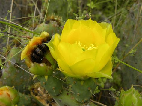 Diane's Texas Garden: Blooming Cactus