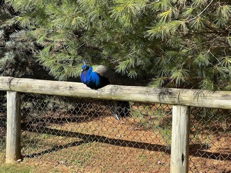 Peafowl Zoochat