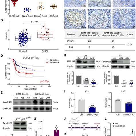 SAMHD1 Expression Is Up Regulated In DLBCL And Related To Tumor Growth