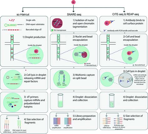 Frontiers In Single Cell Analysis Multimodal Technologies And Their