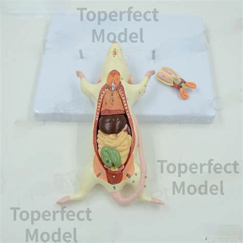 Bia Y Szczur Struktura Narz D W Wewn Trznych Model Anatomiczny Biologia