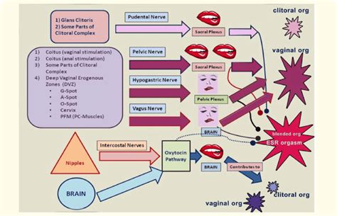 Four Nerve Six Pathway Hypothesis Of Female Orgasm At Least Six Download Scientific Diagram