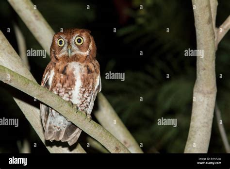 Closeup Eastern Screech Owl Red Phase Megascops Asio Stock Photo Alamy