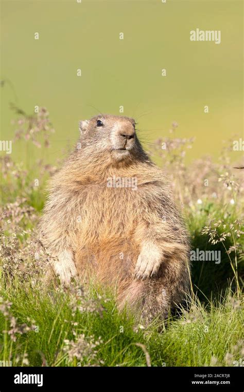 An Adult Alpine Marmots Marmota Marmota Photographed In Grand