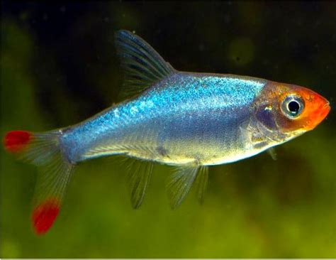 Galaxy Rasbora | Arizona Aquatic Gardens
