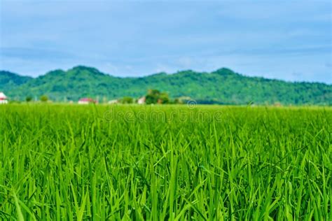 Impressive Landscape Green Rice Field With Mountains In The Background