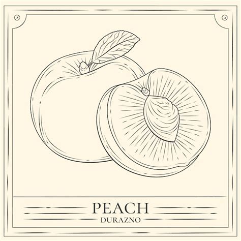 Premium Vector Hand Drawn Peach Illustration