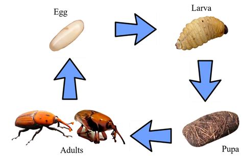 A Conceptual Chart Showing Red Palm Weevil Growth Cycle Download Scientific Diagram