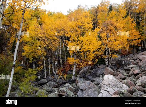 Quaking Aspen Grove Hi Res Stock Photography And Images Alamy