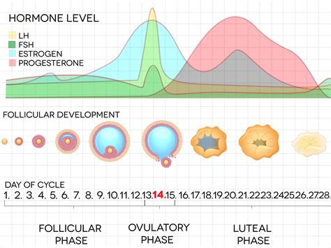 Does The Menstrual Cycle Change Women S Brains Top Doctors Uk