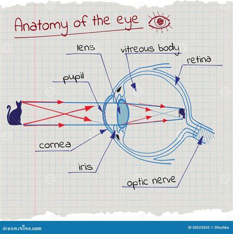 Anatomía del ojo ilustración del vector Ilustración de negro 50523502