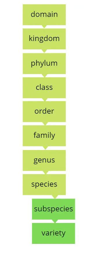 Difference Between Varieties And Subspecies The Simple Guide