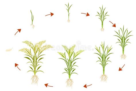 Growth Cycle Of Rice Is Circular Infographics Of Growing Cereal Plants Stock Illustration