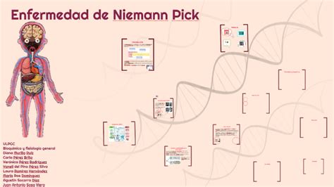 Enfermedad De Niemann Pick By Maria Ros On Prezi