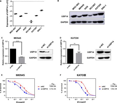 Usp14 As A Novel Prognostic Marker Promotes Cisplatin Resistance Via