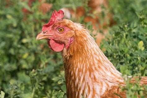 Golden Comet Chicken Care Guide Egg Laying And More Chickens And More