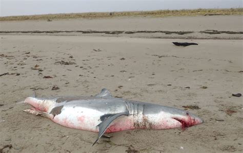 Beached Great White Shark