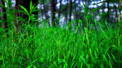 Травы леса (много фото) - treepics.ru