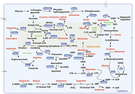 Metabolic Pathways Of Amino Acids In Cancer This Schematic Diagram