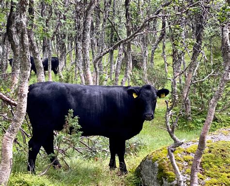 Solve Cows In Mountain Forest Jigsaw Puzzle Online With Pieces