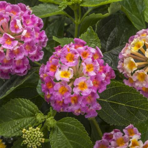 Lantana Camara Bandana Hot Pink New Mandyplants