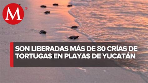 En Yucat N Liberan A Cr As De Tortuga Carey En Playas De Sisal