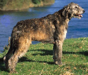 Irish wolfhound | Giant, Sighthound, Gentle | Britannica