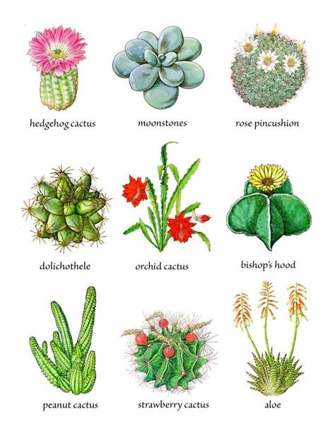 Cactus Plants & Flowers | Cactus plants, Flower identification, Cactus ...