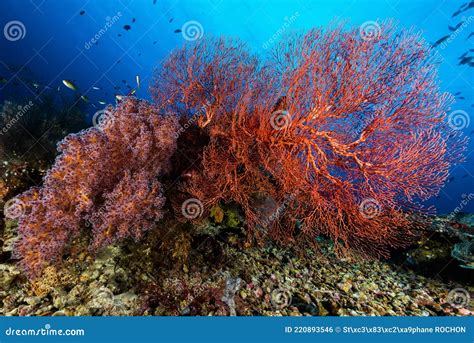 Sea Fan Or Gorgonian On The Slope Of A Coral Reef Stock Photo Image