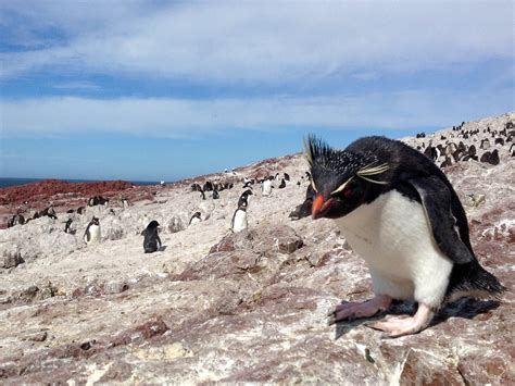 Rockhopper Penguin Habitat Map