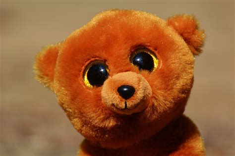 Teddy Bear Glitter Eyes Stuffed Free Photo On Pixabay