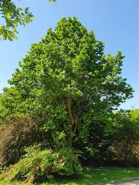 Corylus Colurna Baumschule Frank