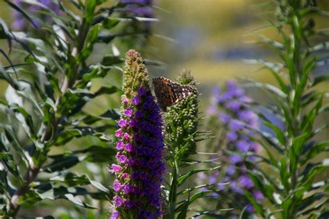 Painted Lady Butterfly's Life cycle and Migration Pattern – Rain Organica