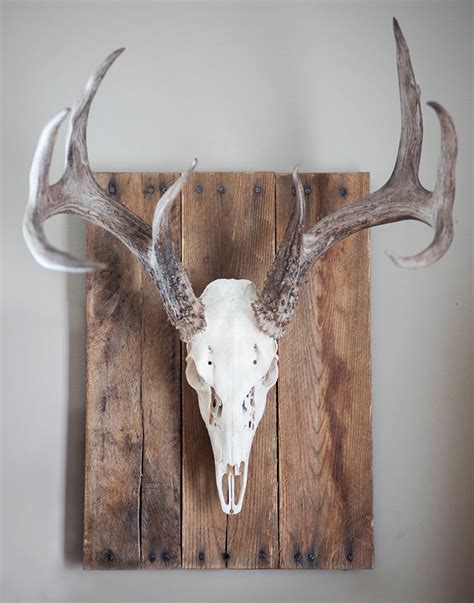 Whitened Skull With Weathered Wood Wall Plaque This Wall Plaque Can Be