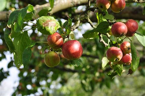 Apfel Apfelbaum Reife Fr Chte Kostenloses Foto Auf Pixabay Pixabay