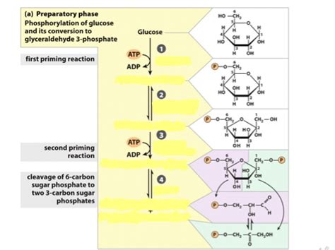 Glycolysis The Preparatory Phase Diagram Quizlet