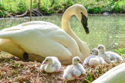 Trumpeter Swan | The Maryland Zoo