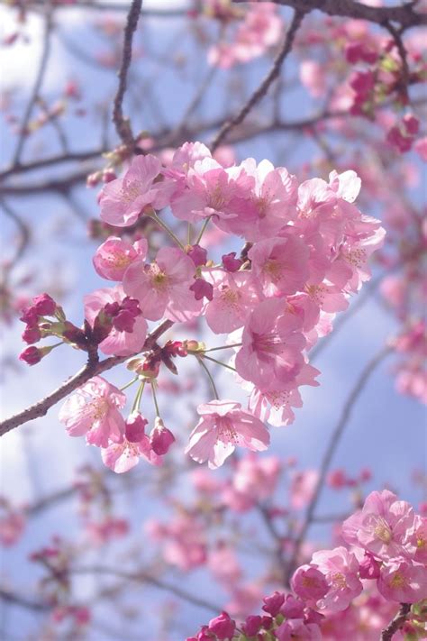 Cherry Blossom Tokyo Cherry Blossom Blossom Red Cherry Blossom