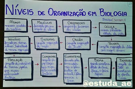 NÍVEIS DE ORGANIZAÇÃO Mapa Mapa mental Biologia