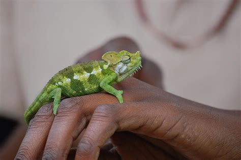 What To Do And See At The Uganda Reptile Village Flash Uganda Media