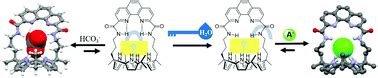 Phenanthroline Strapped Calix Pyrroles Anion Receptors Displaying