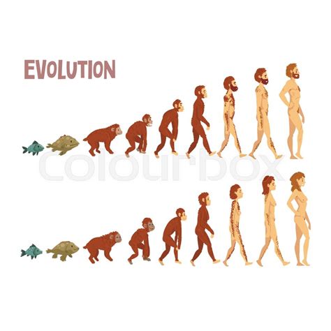 Evolution Of Man Vector At Vectorified Collection Of Evolution Of